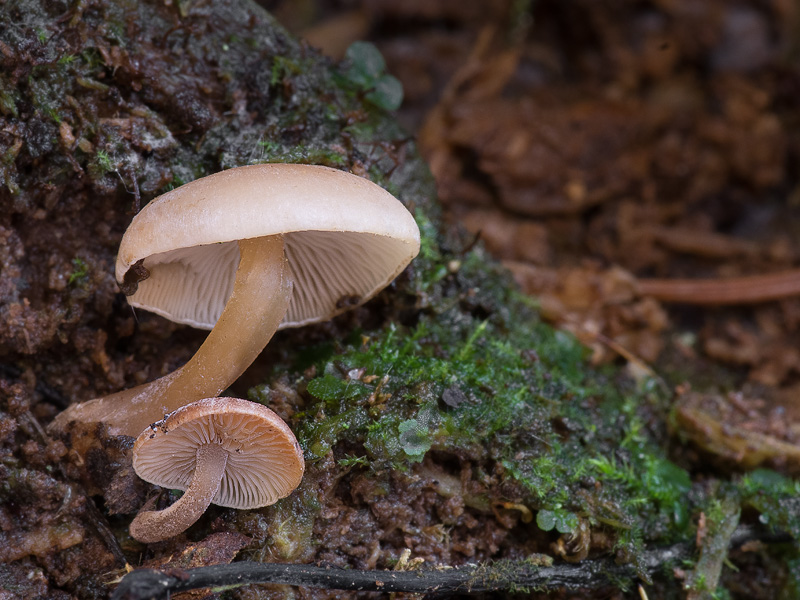 Baeospora myriadophylla